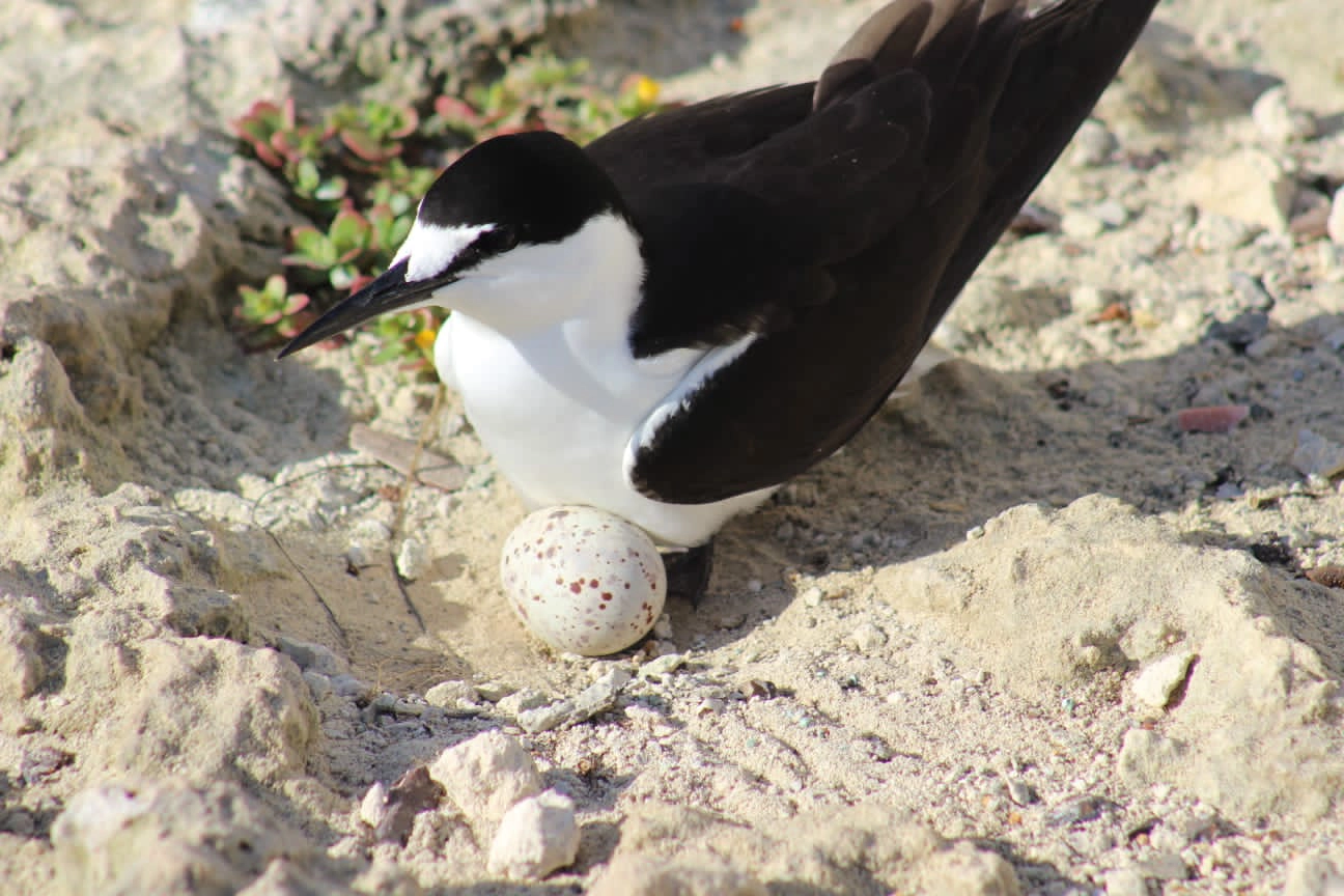 Tern Sanctuary