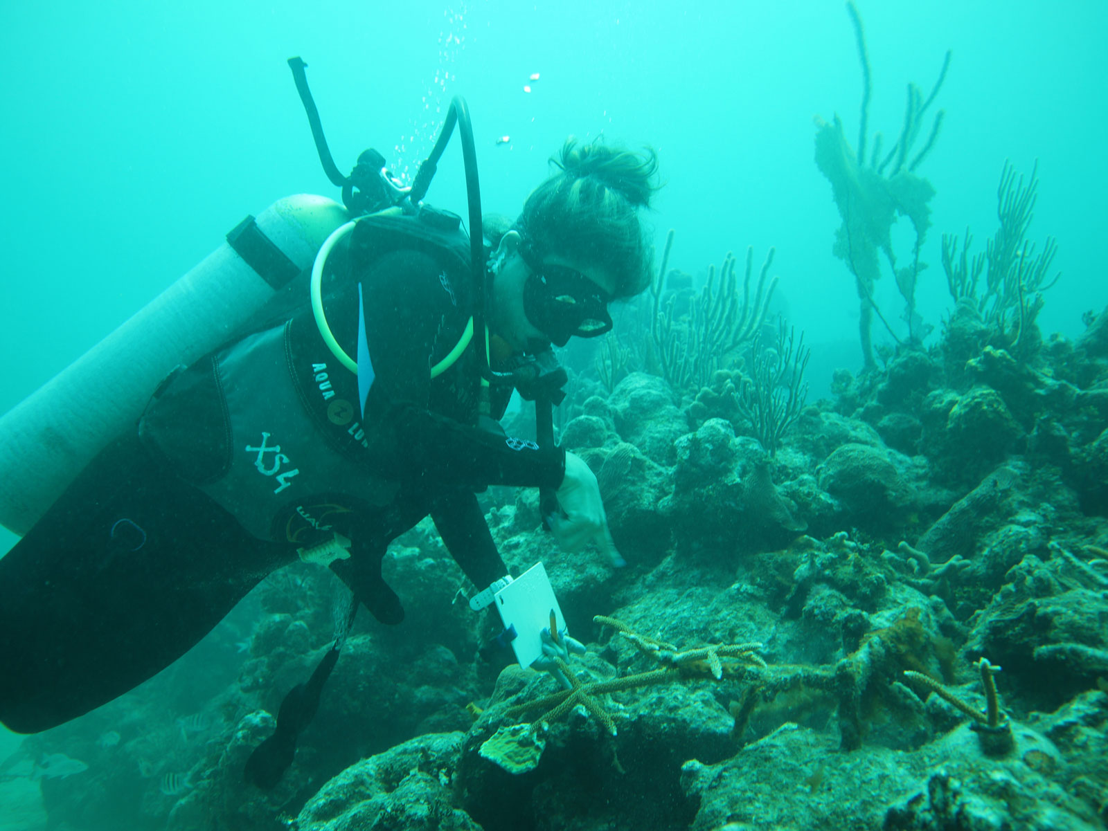 Proyecto de conservación de arrecife de coral en el Caribe mexicano